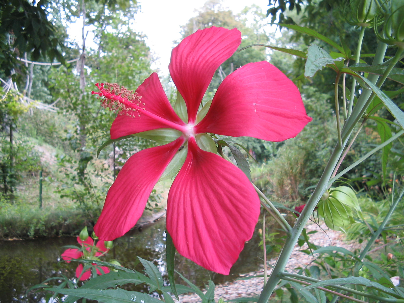 Mocsári hibiscus