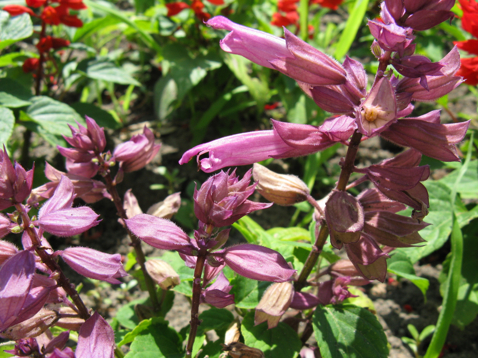 Salvia