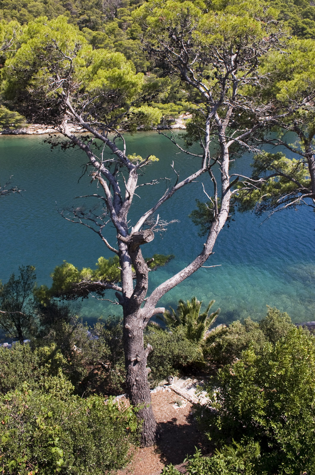 Mljet