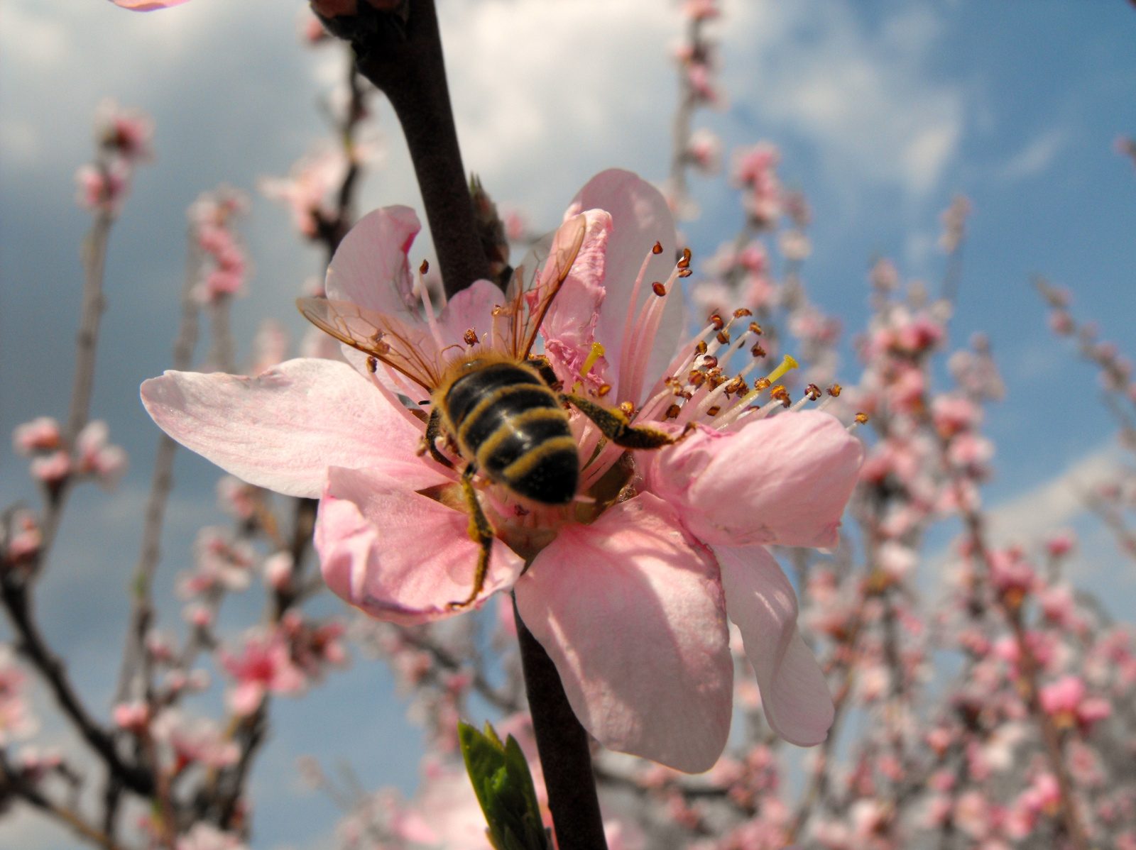 bee butt