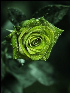 Green Rose