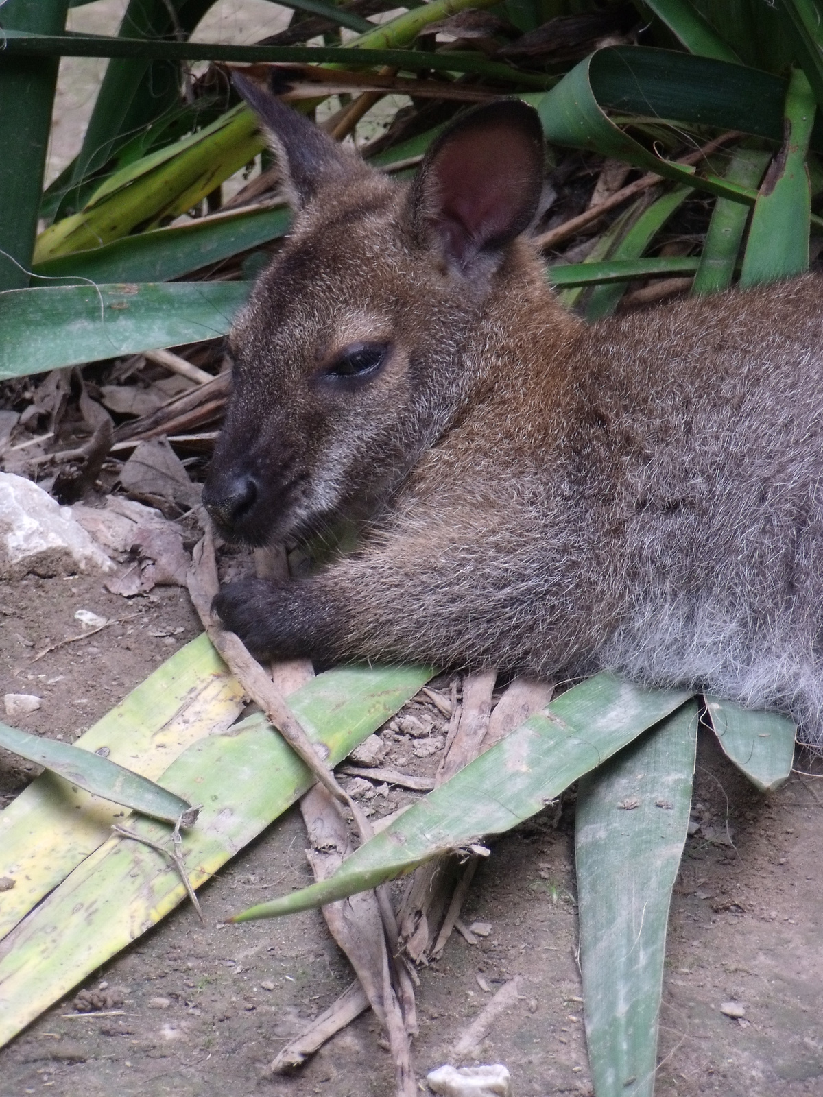 Miskolci Vadaspark -kenguru