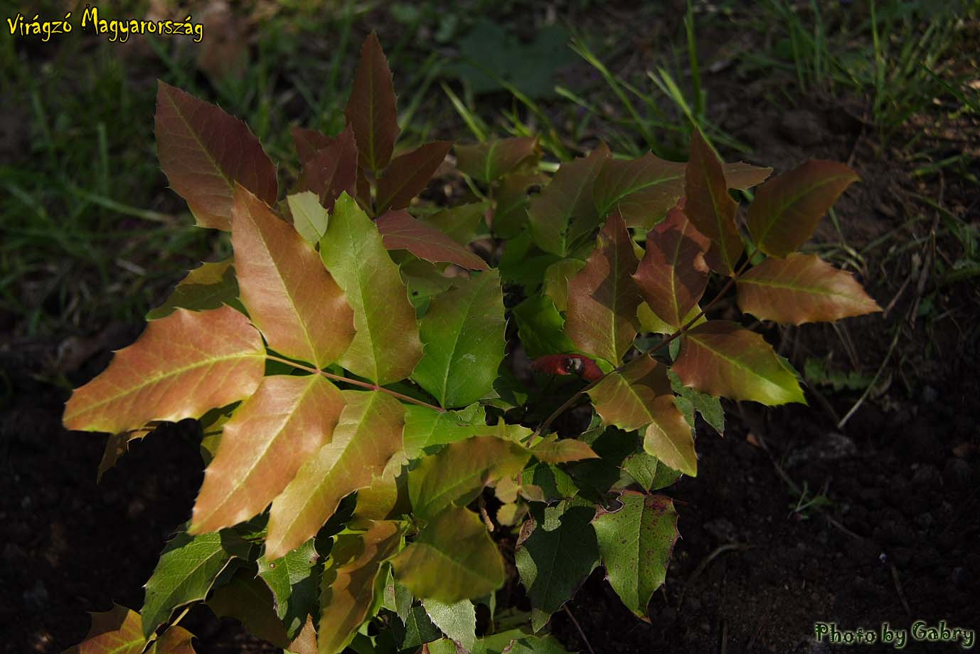 6-Közönséges mahónia (Mahonia aquifolium)