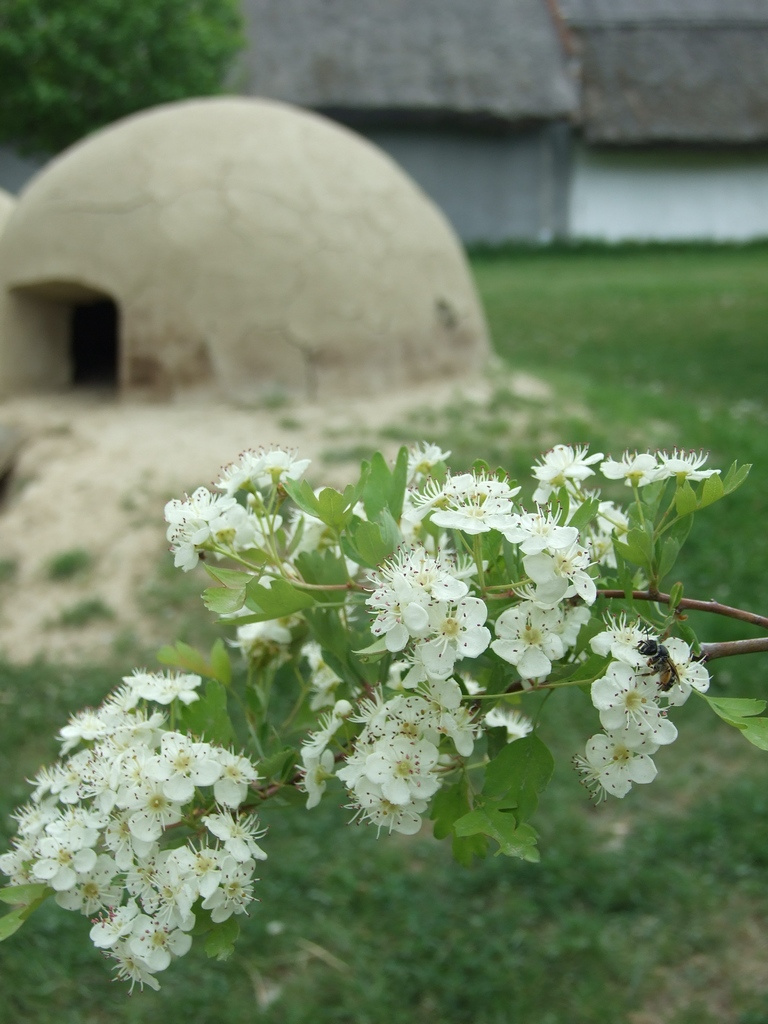 Szentendrei Skanzen 46