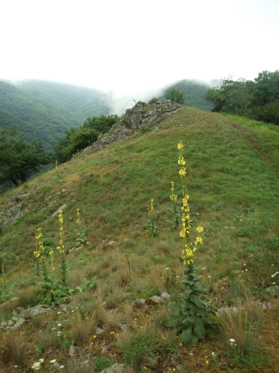 Borzsonyi vandorlás 64