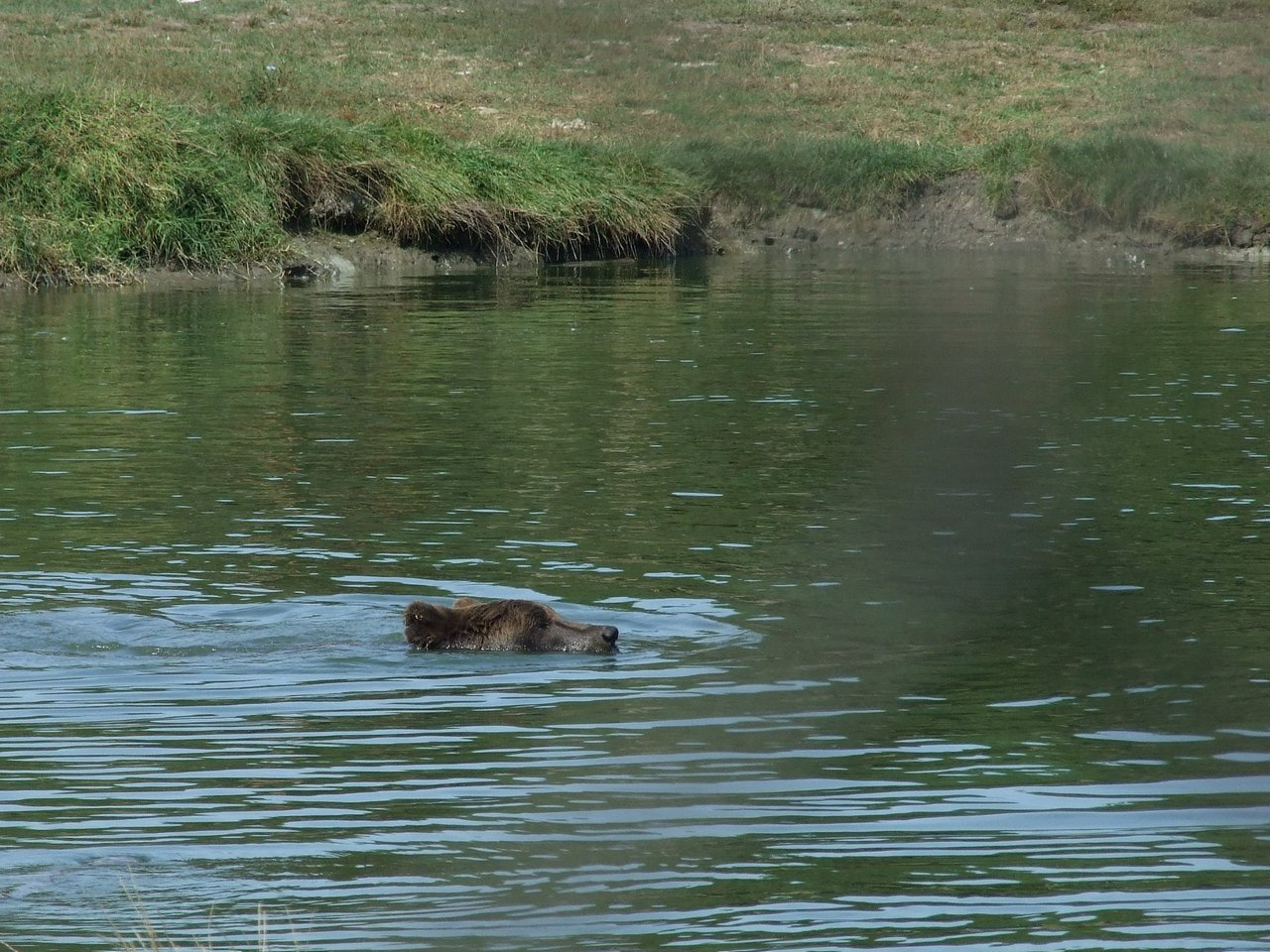 Veresegyházi Medvepark 19