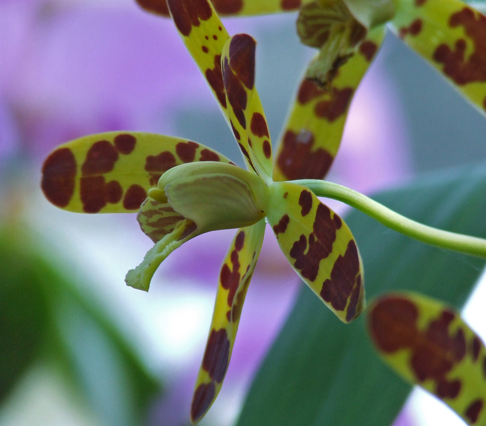 Orchidea virágzás 3