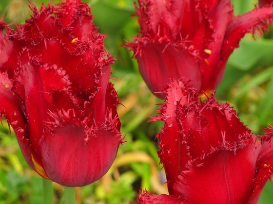 Keukenhof 2010.04.30 163