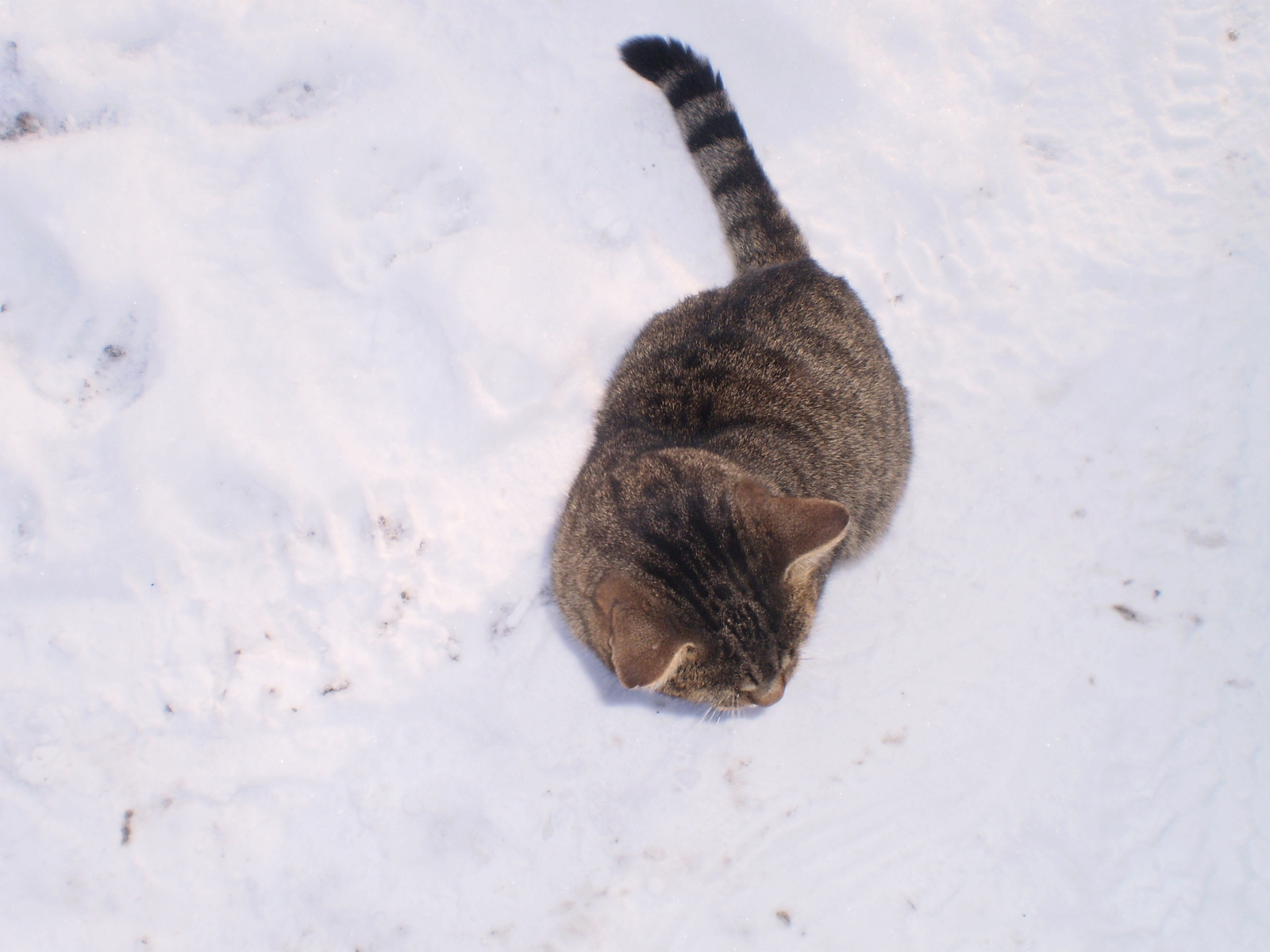cica a hóban