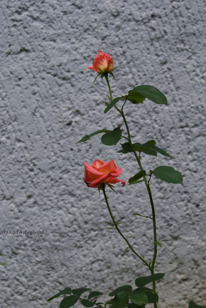 orange roses