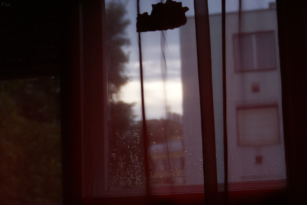 drops on the window