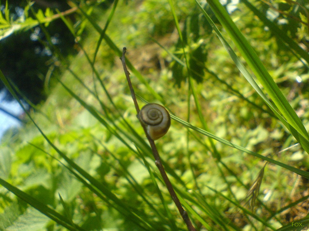 Little Snail