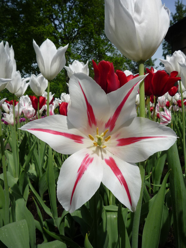 keukenhof 51