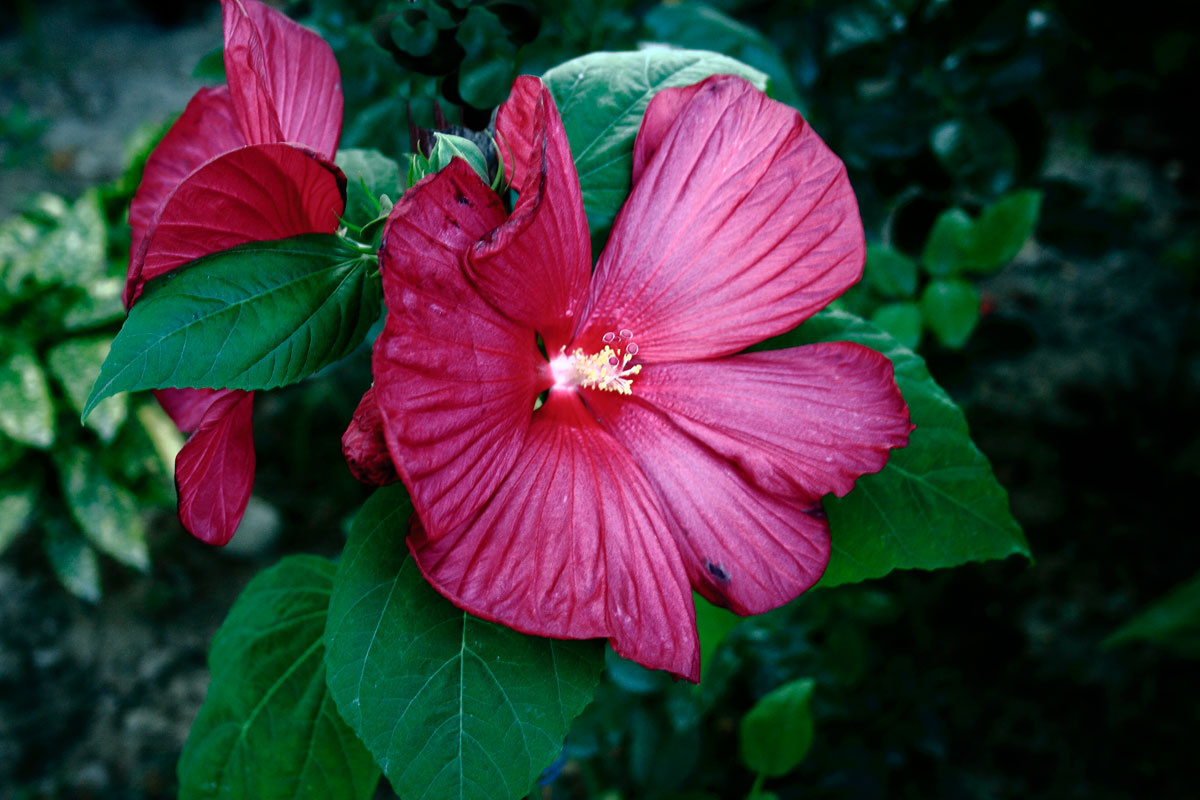 Mocsári-hibiszkusz