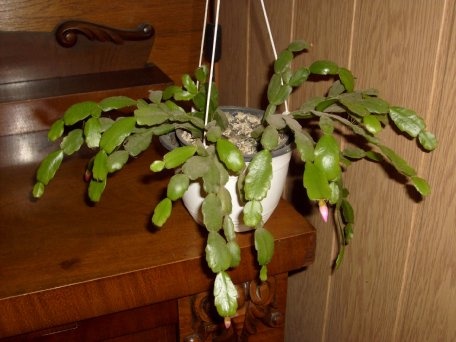 kaktusz 1