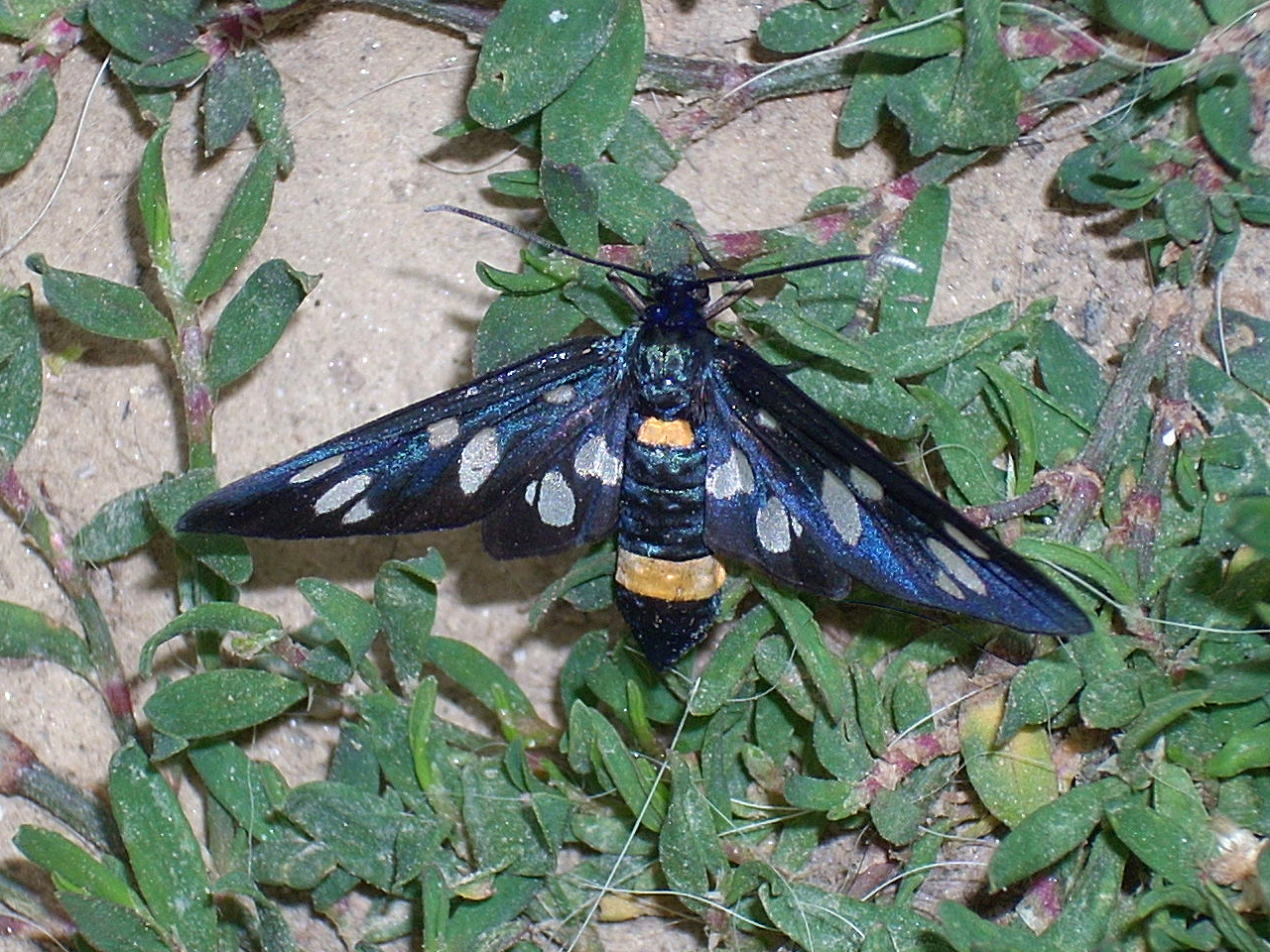 Fehérpettyes álcsüngőlepke (Syntomis phegea)