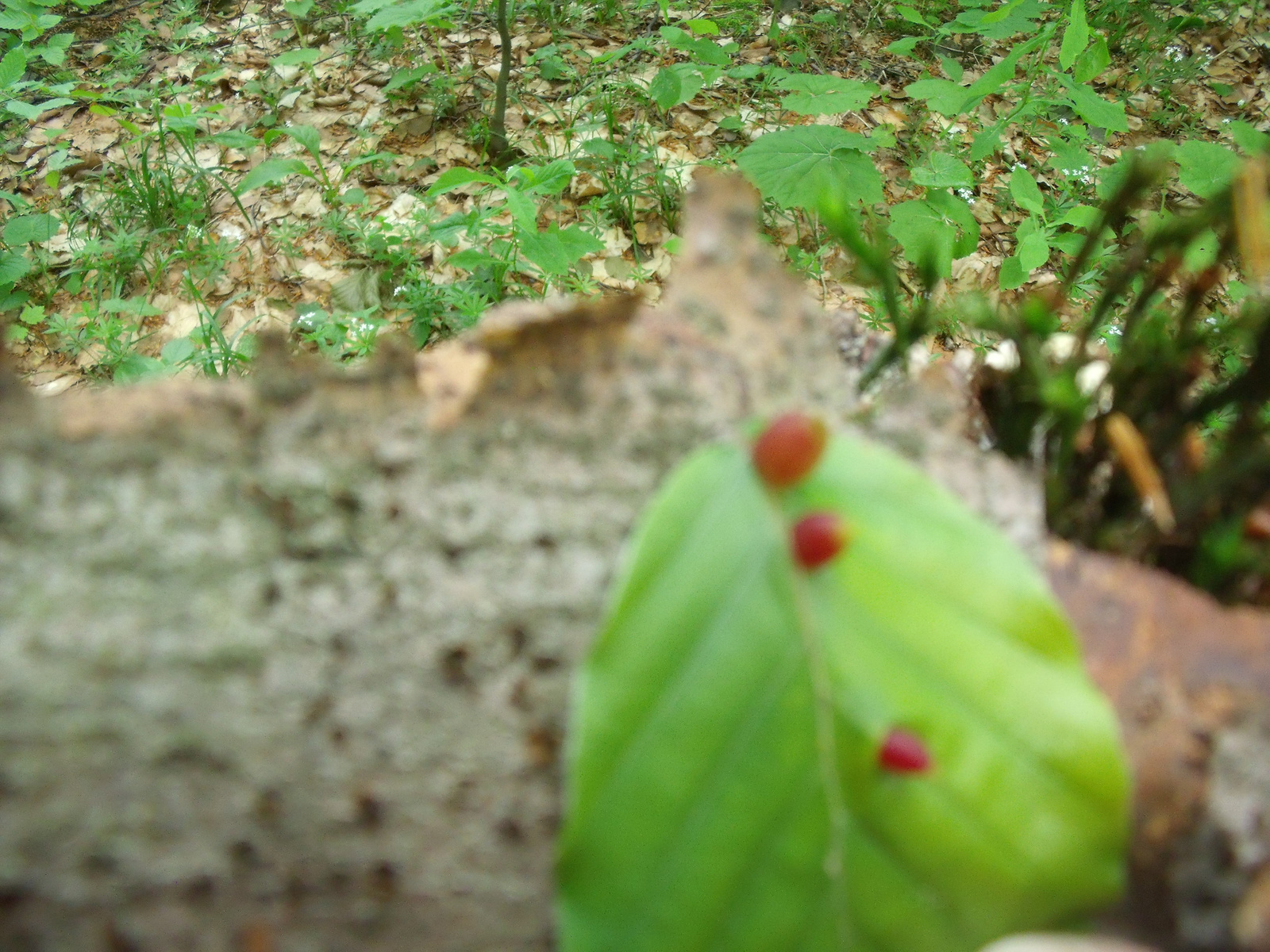 Vihorlát, 2010.05.28-30. 083