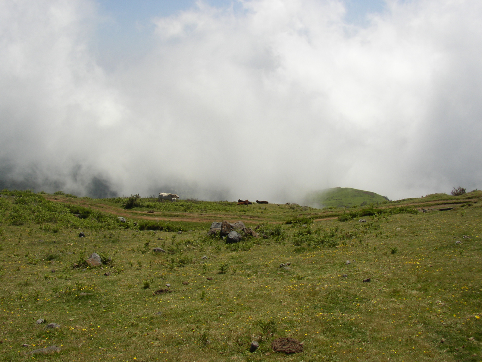 madeira2007 150