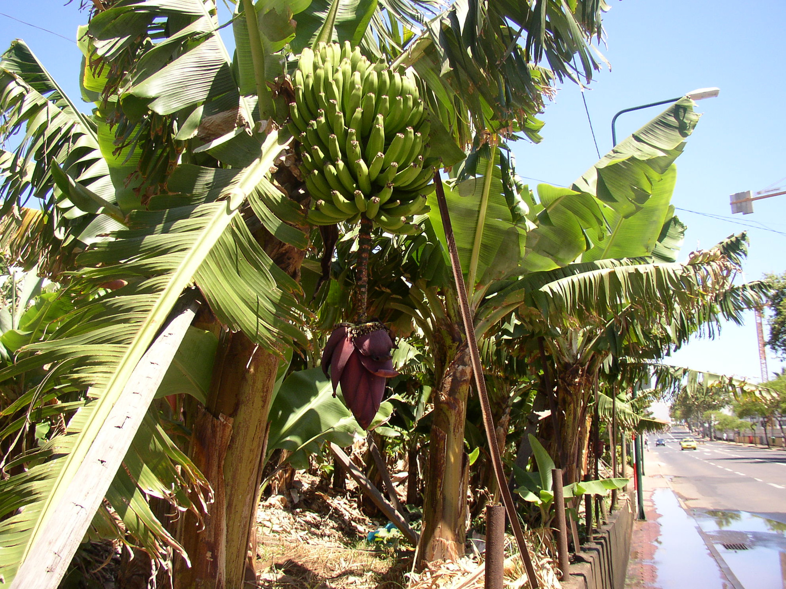 madeira2007 176