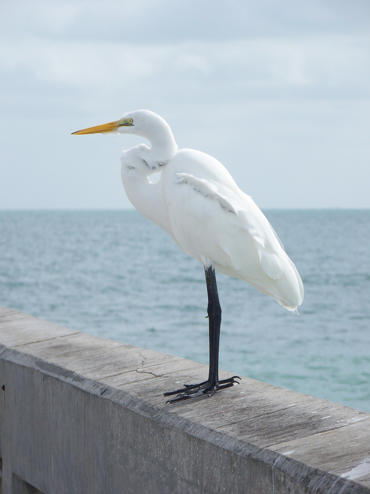 Key West nagyfehér kócsag