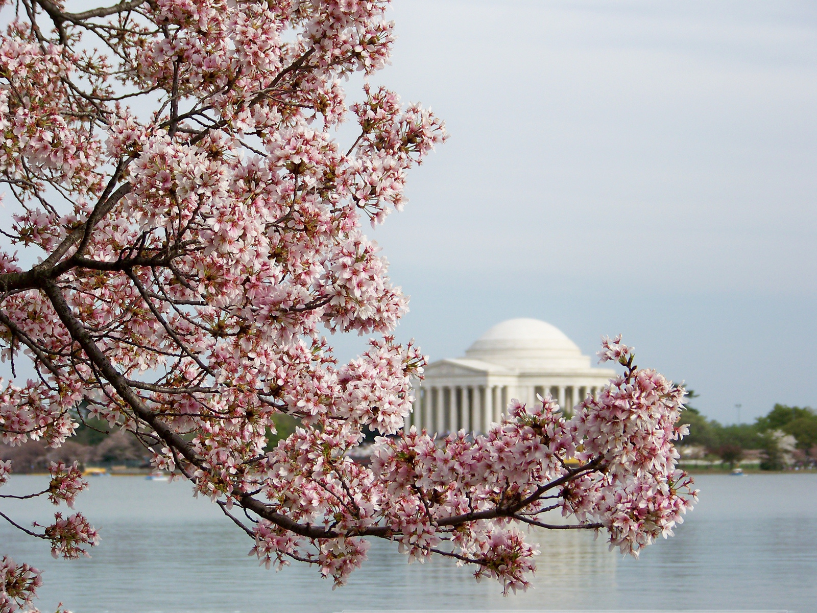 Cherry Blossom 2010 jefferson