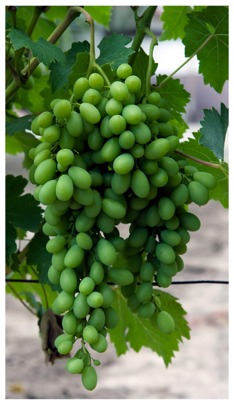 Zöld csemegeszőlő