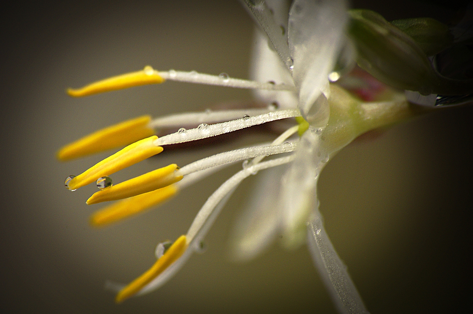 chlorophytum virág