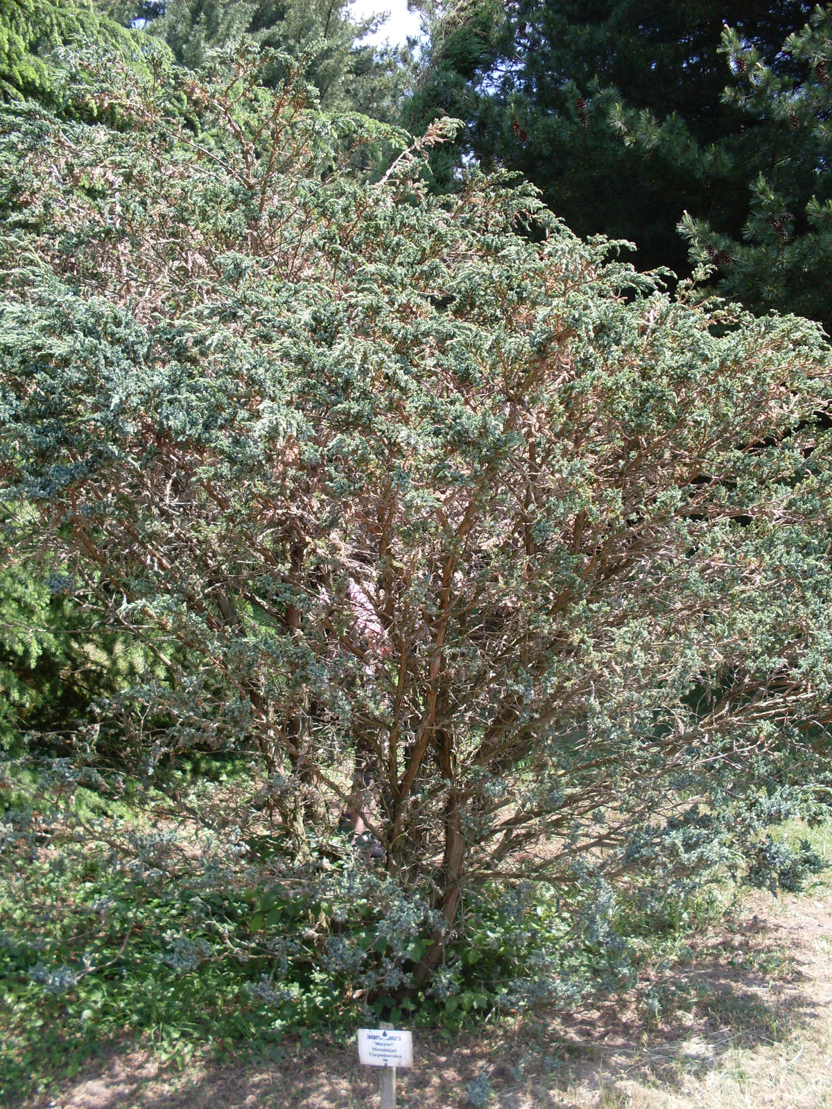 Vértesszőlős és Agostyán arborétum 124