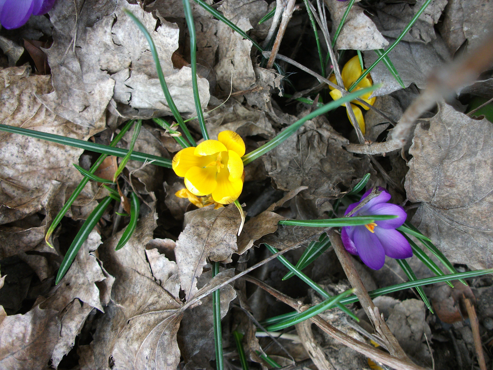 tavasz első napjai2010 03 19 (1)