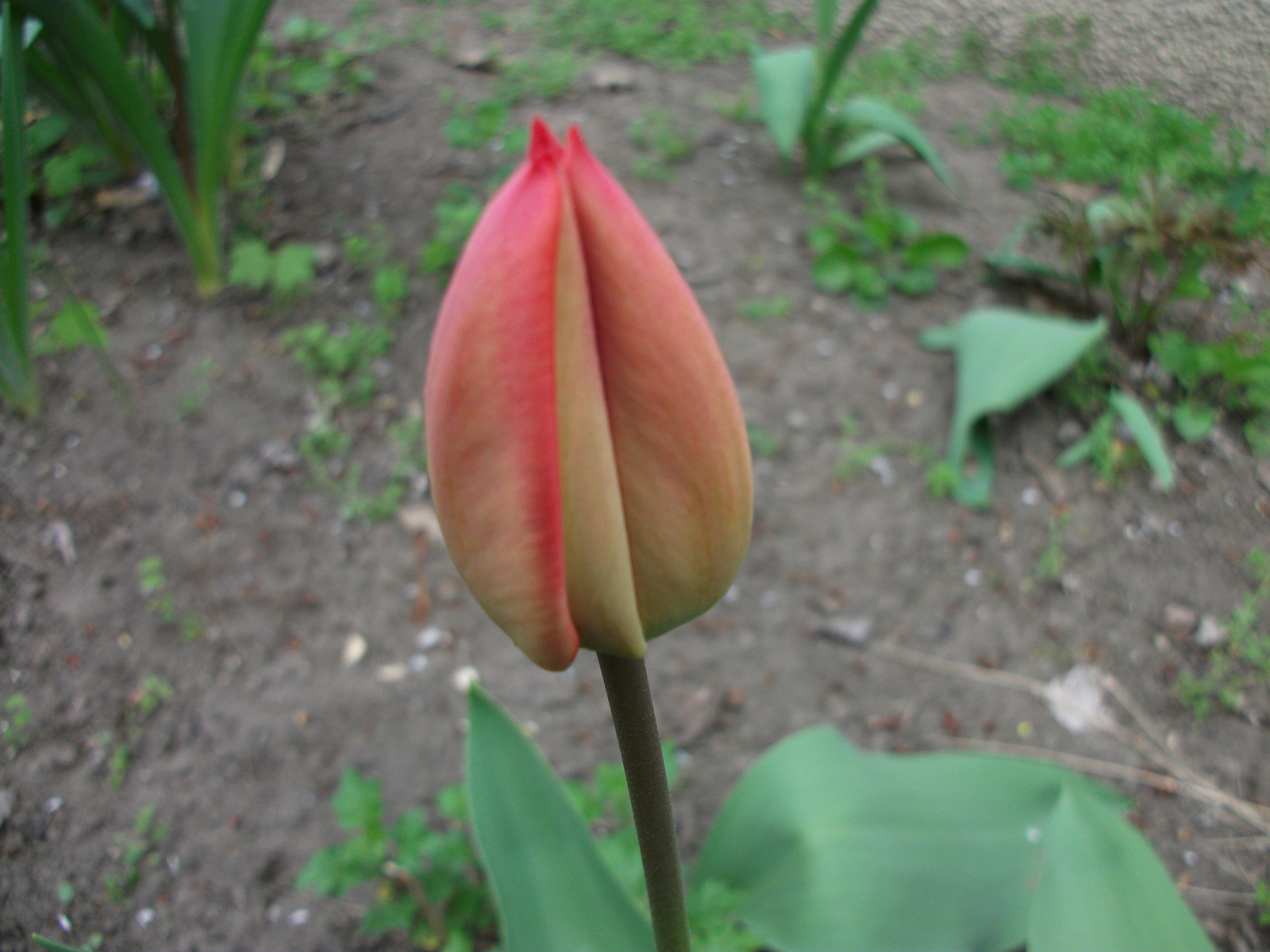 tulipán