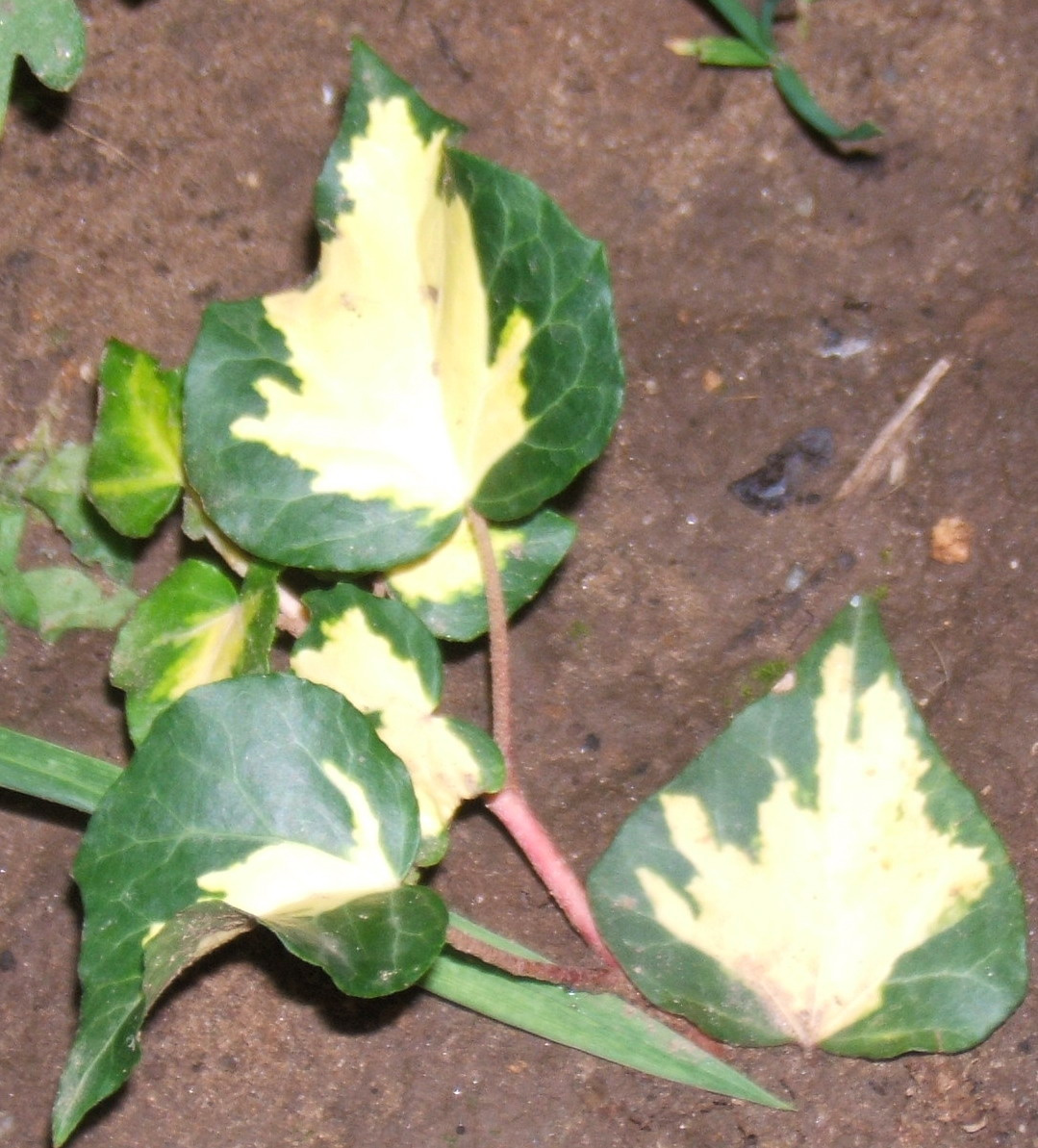 Hedera helix (Borostyán)