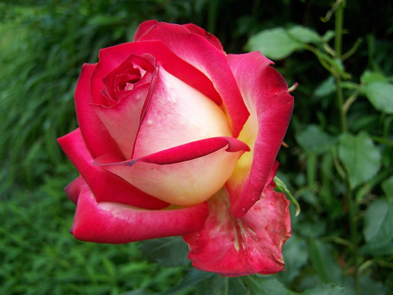 rózsa, plasztikus piros