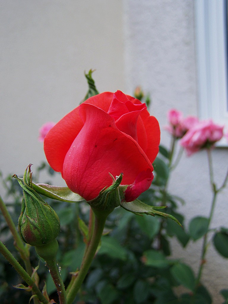 rózsa, piros bimbó
