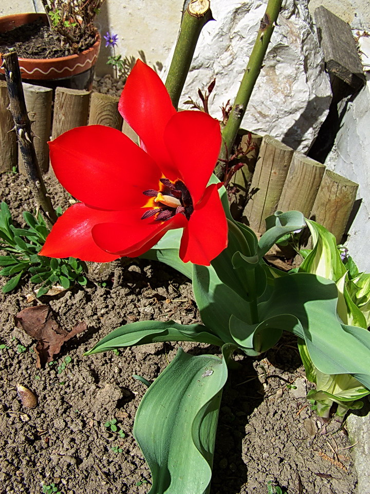 tulipán, a napra forduló