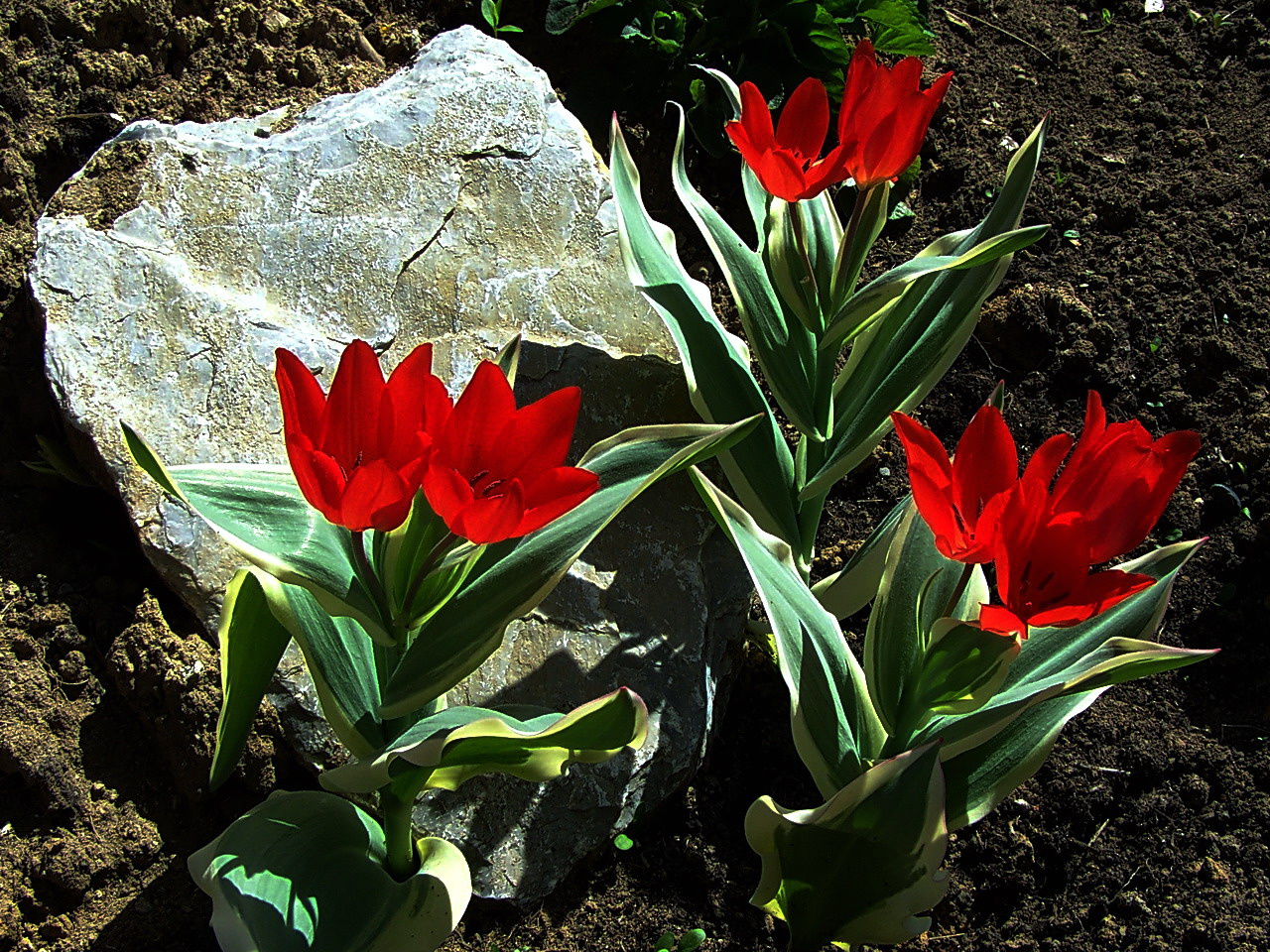 tulipán, egy száron több virág