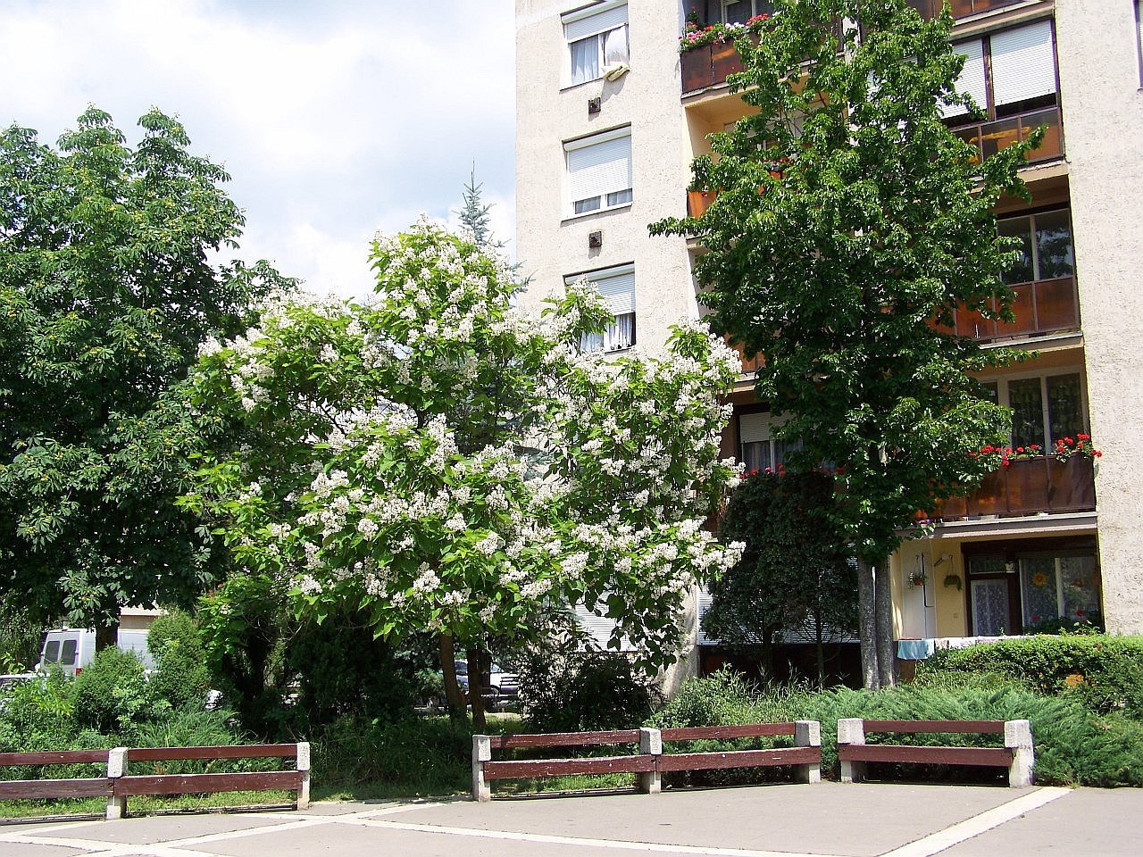 Besztercei képek, virágzó fa a Beszterce téren