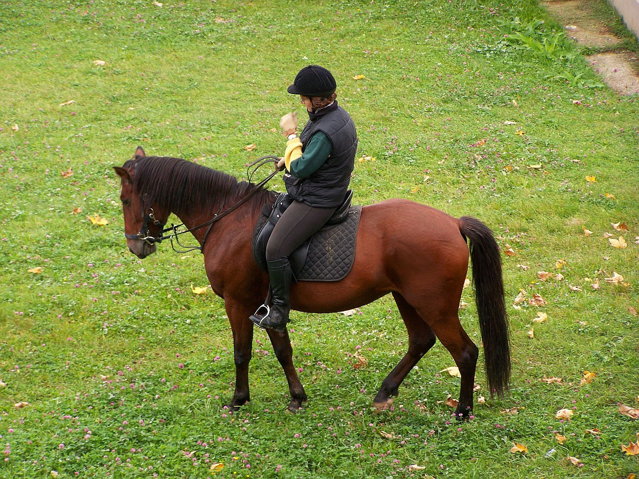 állatok, szinkronban