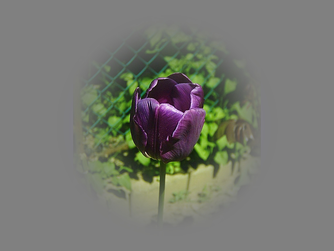 tulipán, egy szál lila