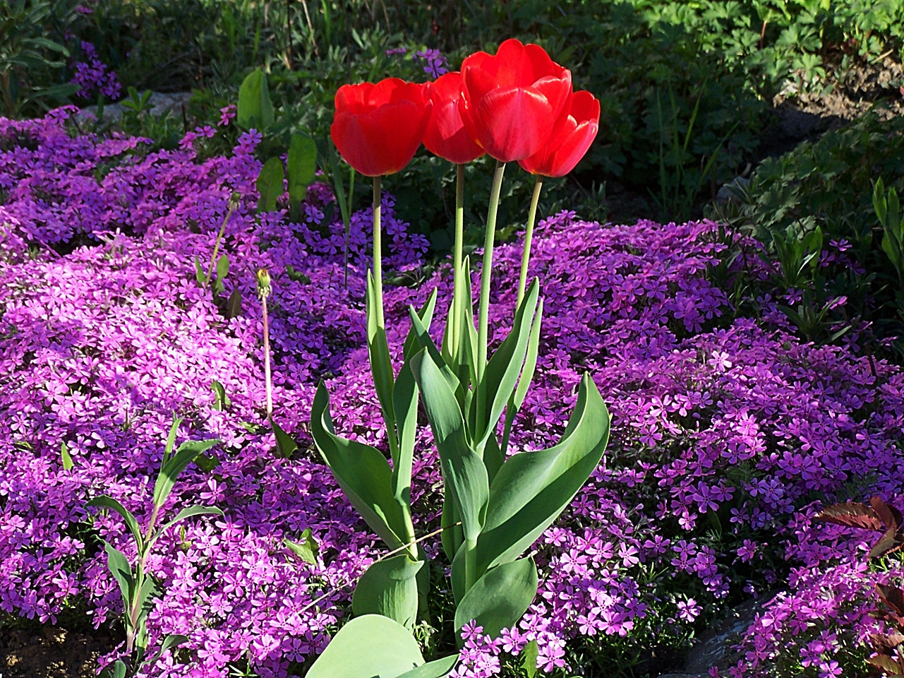 tulipán, lila ágyban pirosak