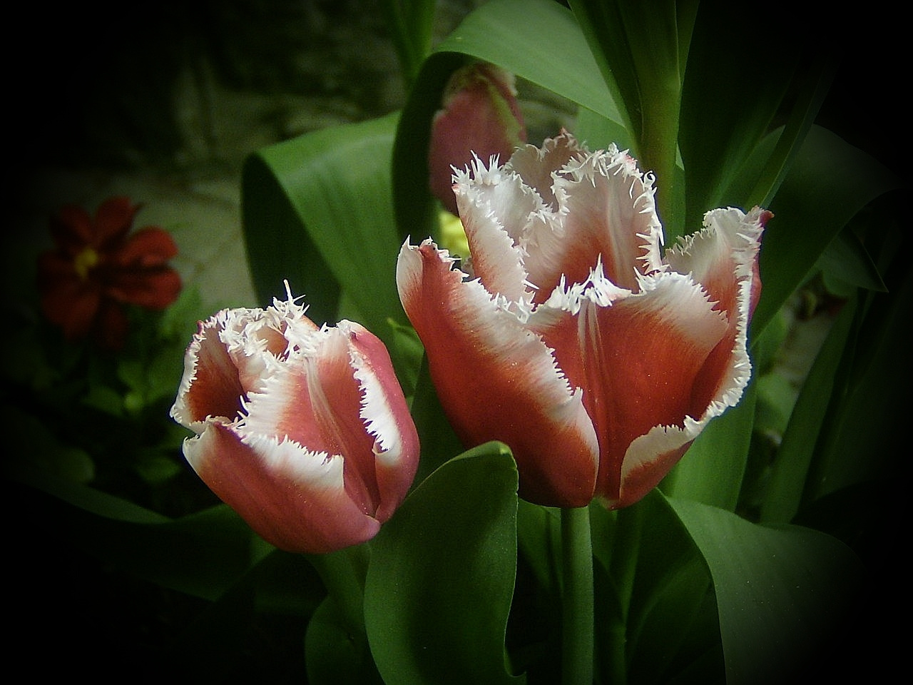 tulipán, piros, fehér rojtos szegéllyel
