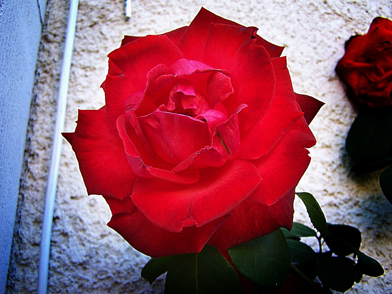 rózsa, óriás vörös