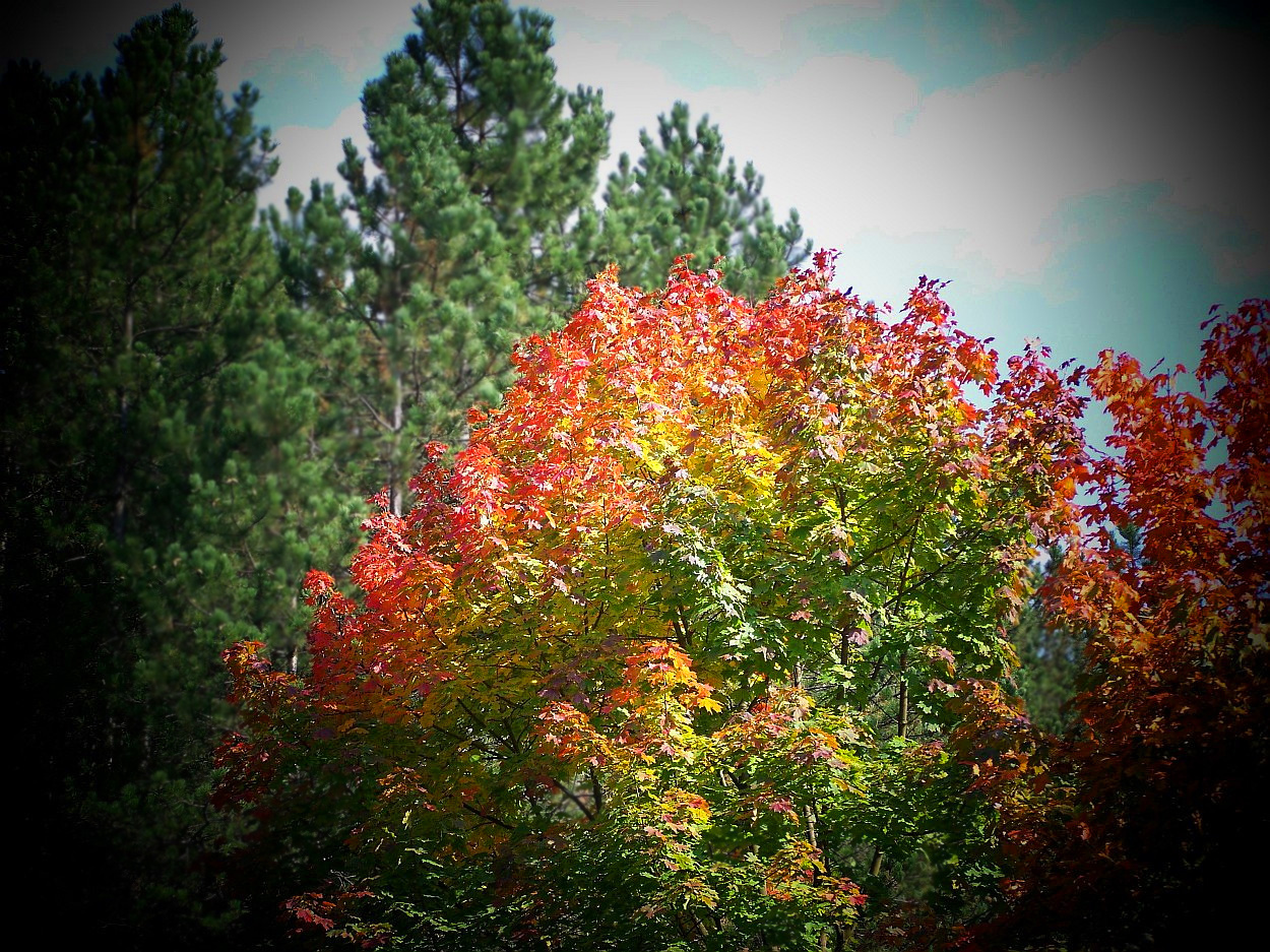 őszi színek, a zöldből piros lett