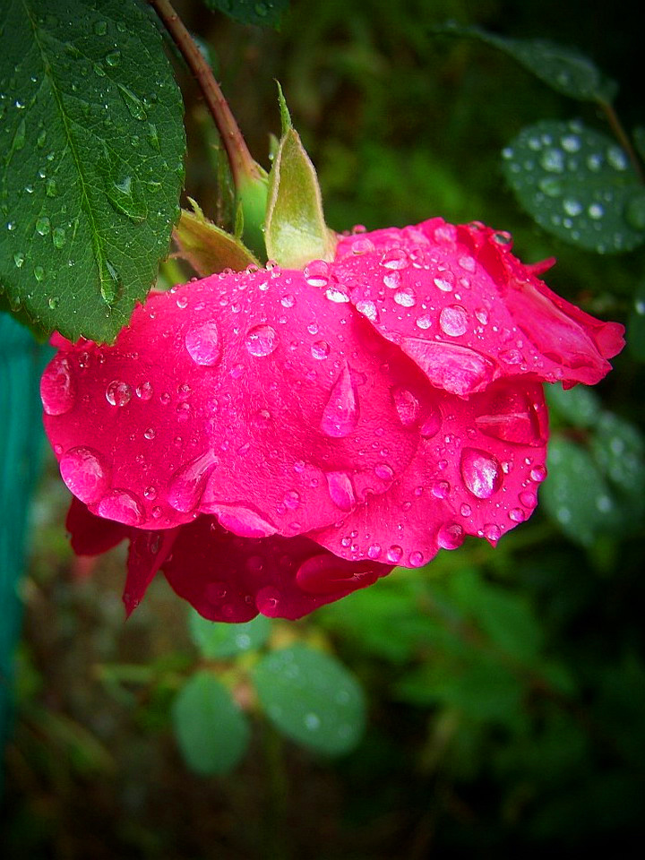 rózsa, lehajtott fejjel esőben