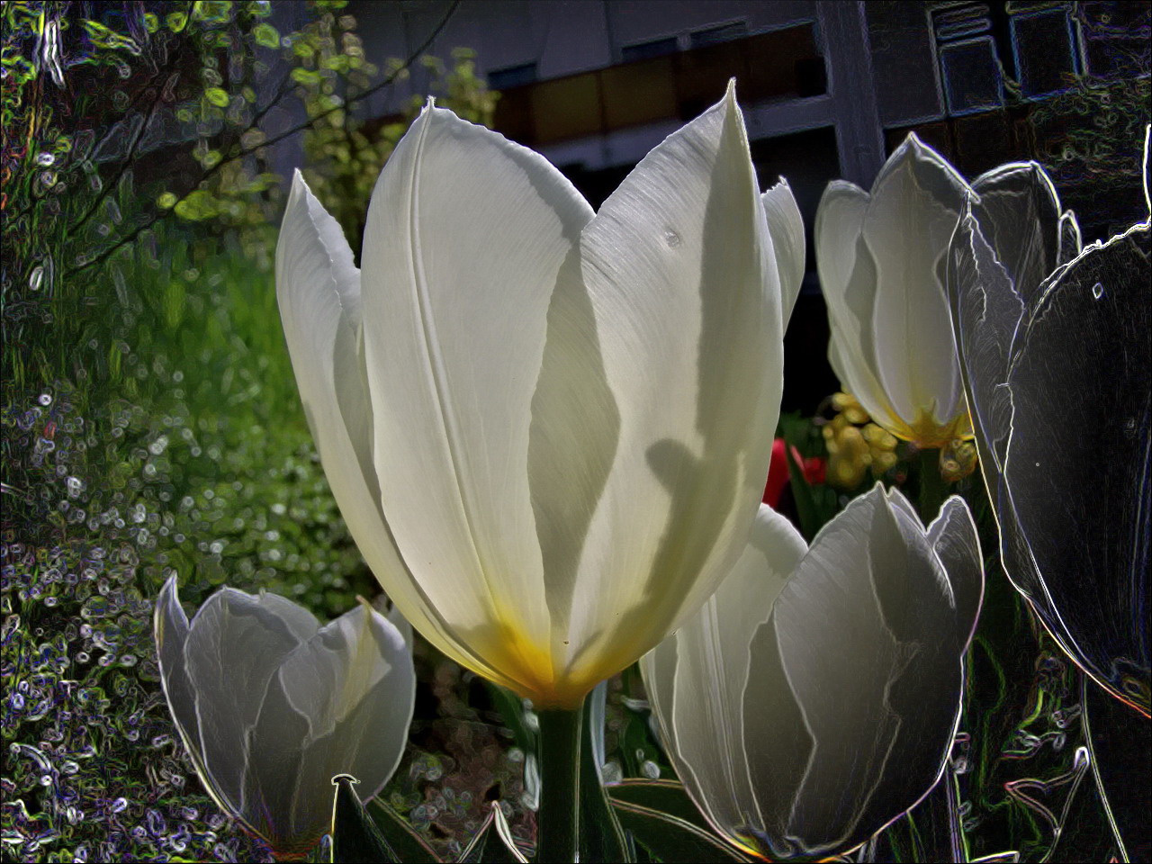 tulipán, fehérek ellenfényben