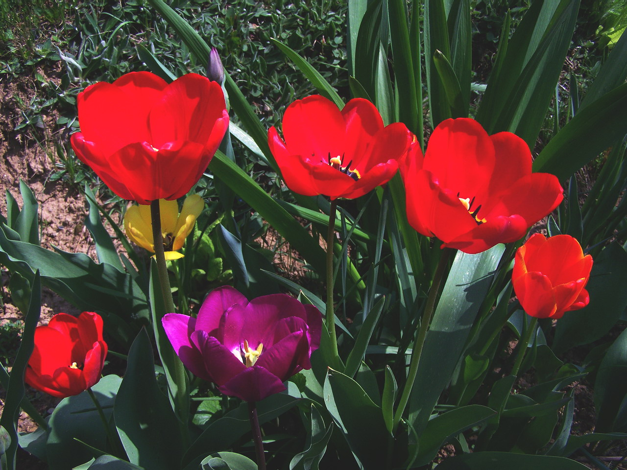 tulipán, védett kisebbségek