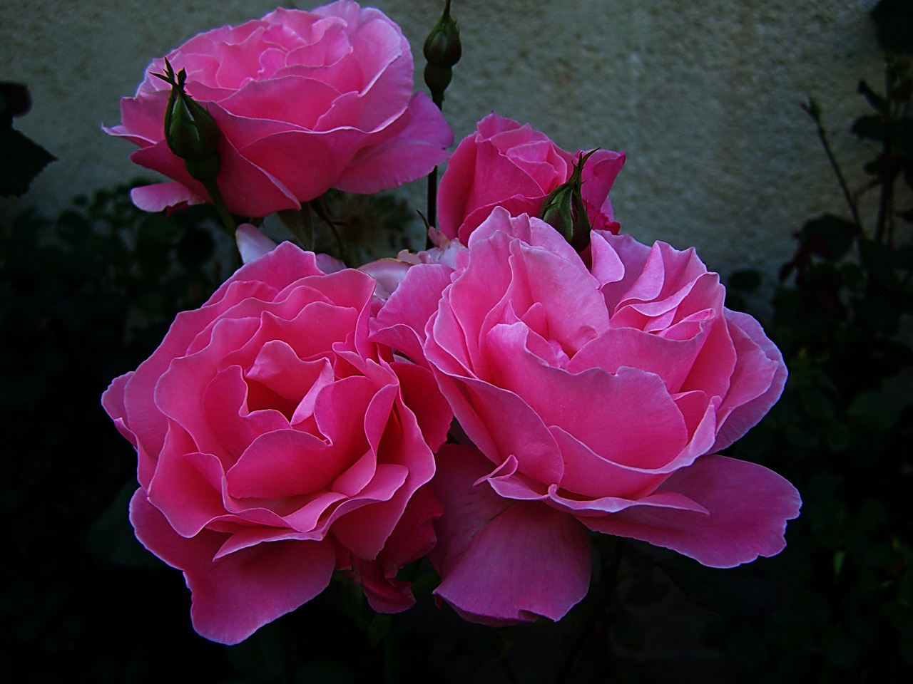 rózsa, rózsaszínű négyek