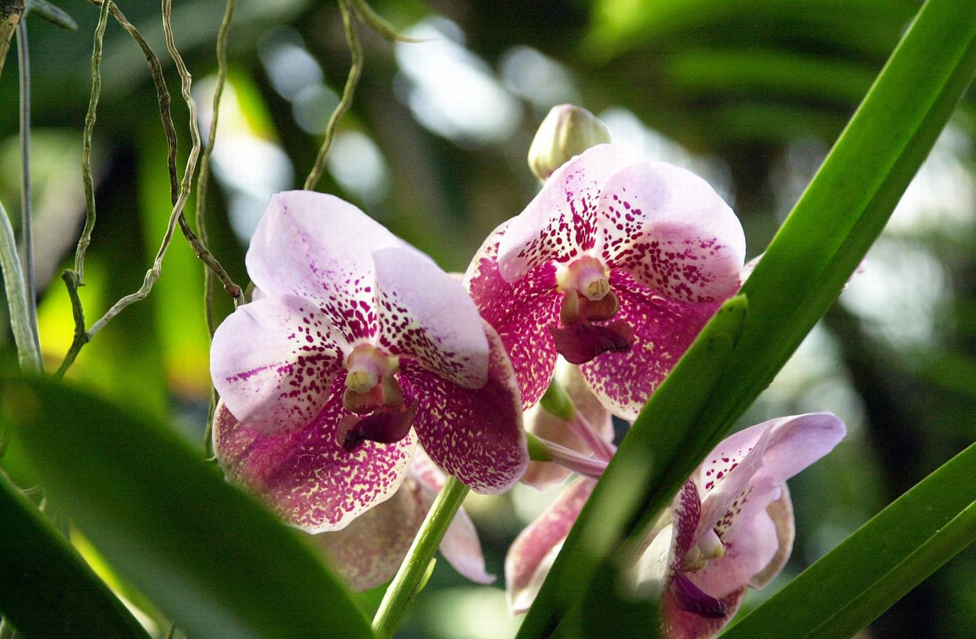 orchidea 14