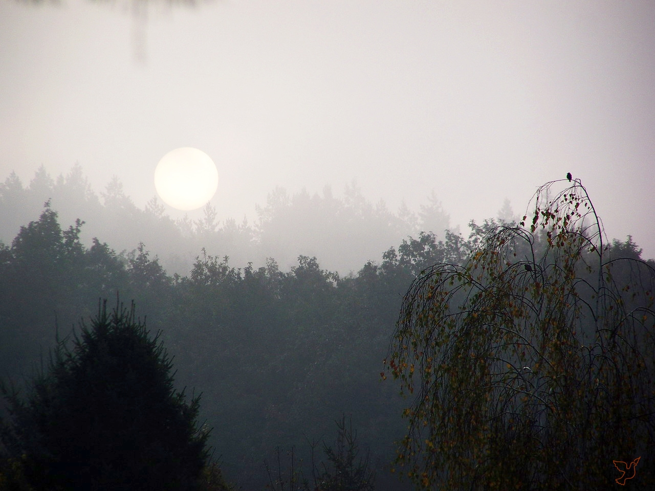 reggeli fények, egy ködös napfelkelte