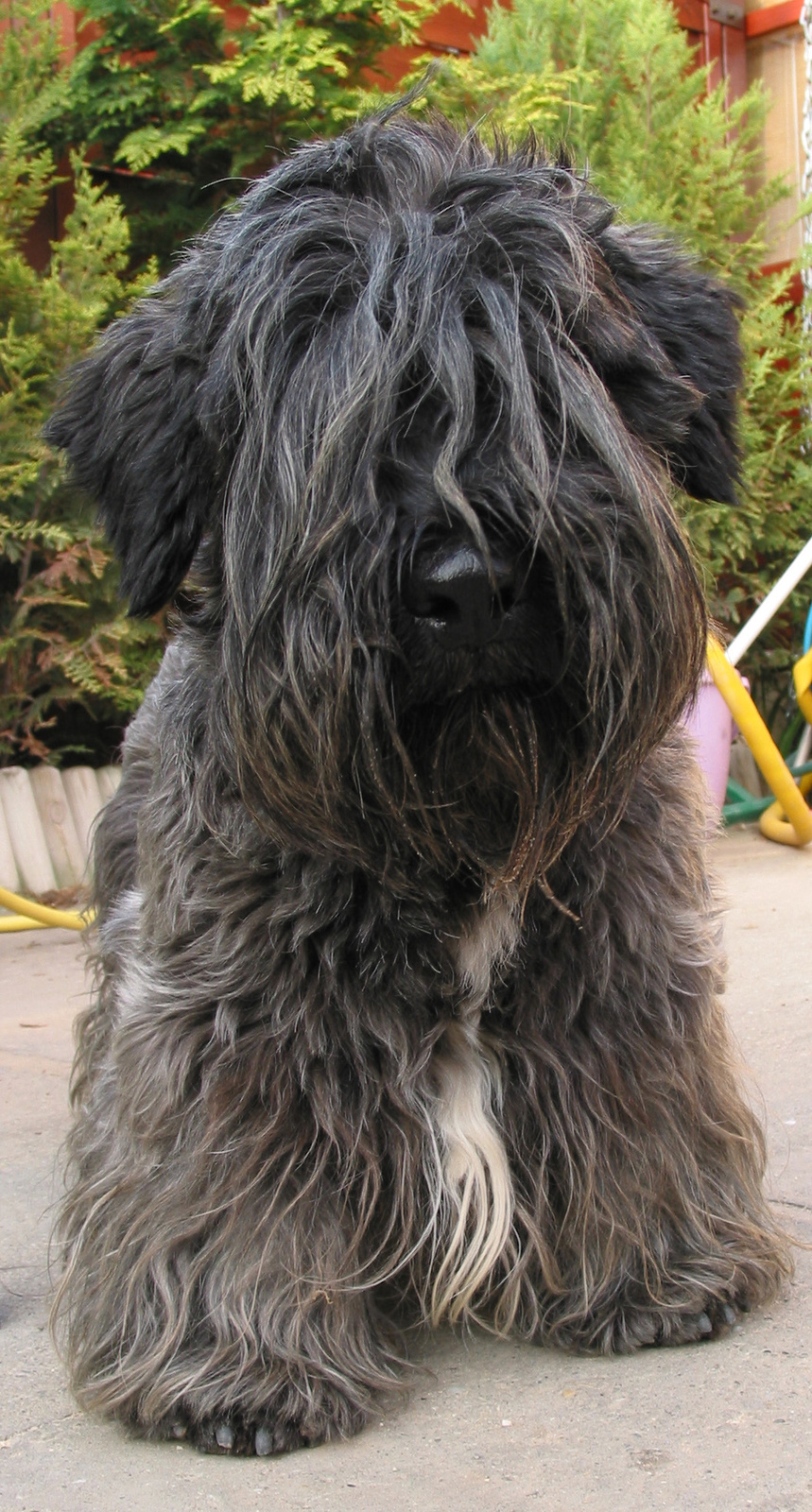 cesky terrier