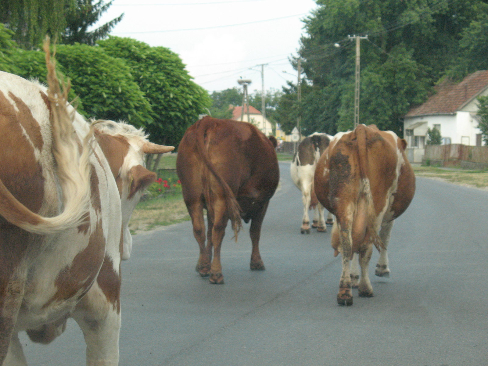 cows always find the way home